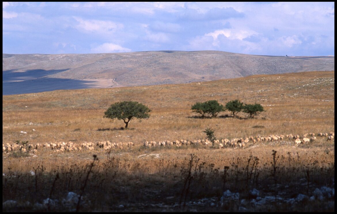 Foto di Luciano Montemurro (2)